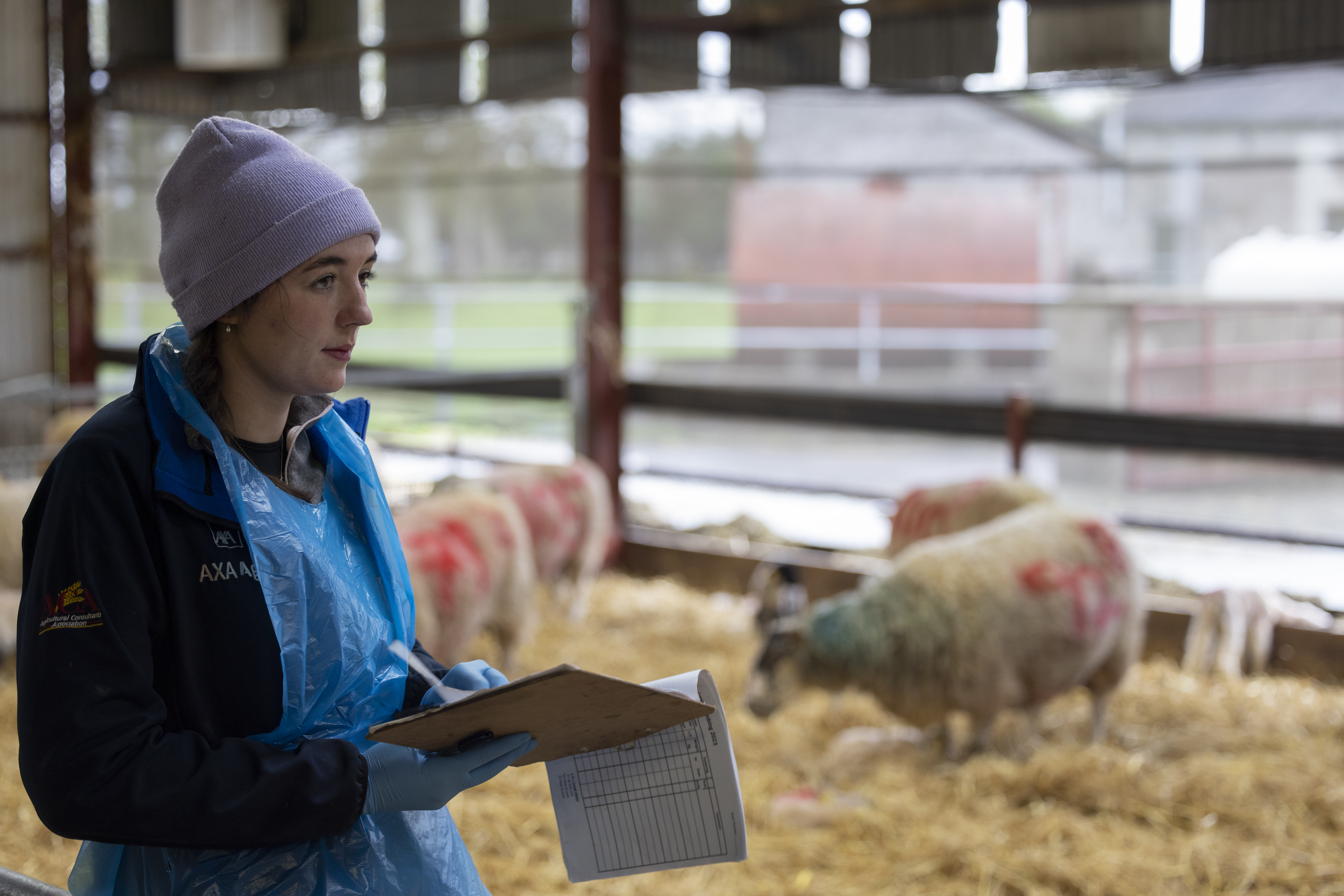 Lyons Farm is a fundamental asset for research in the Schools of Agriculture, Food Science and Veterinary Medicine.